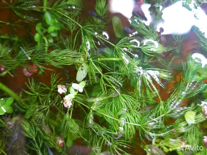 Гуппи, мальки и подростки