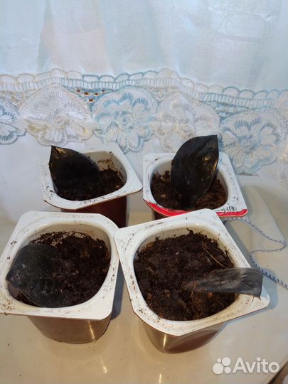 Замиокулькас черный равен