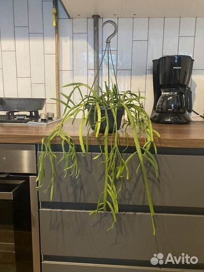 Рипсалис Боливийский