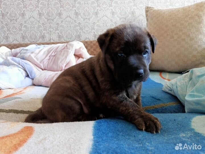 Питбультерьер