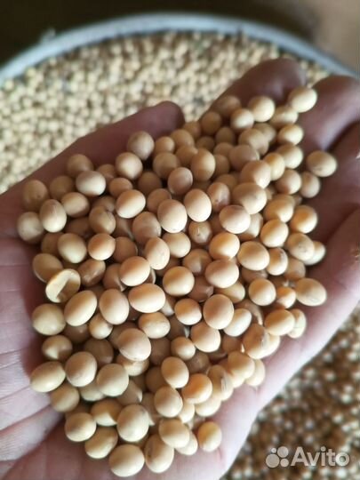 Соя продам