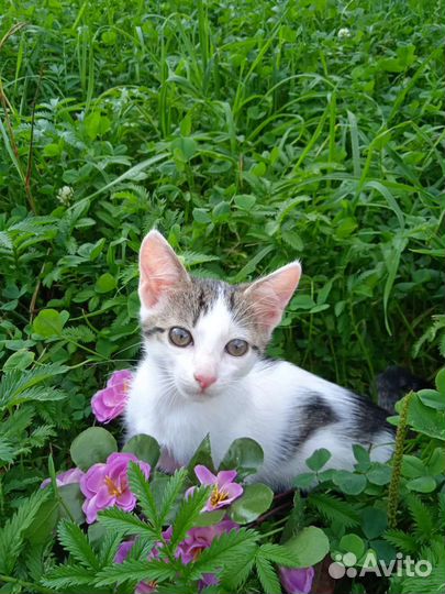 Девочка-мышеловка 2 месяца