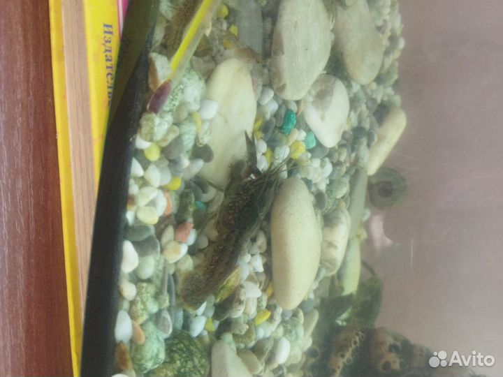 Аквариумные животные и оборудование