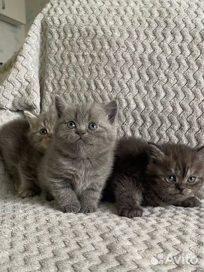 Шотландские котята