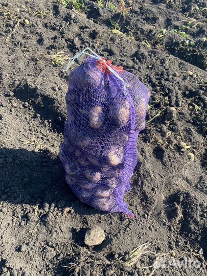 Картофель белый (сорт галла) цена за мешок