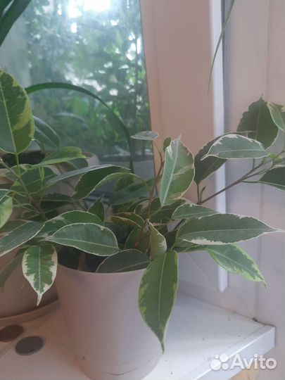 Кротон,фикус,гибискус