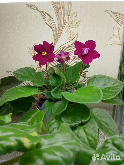 Фиалки сортовые