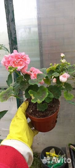 Пеларгония герань