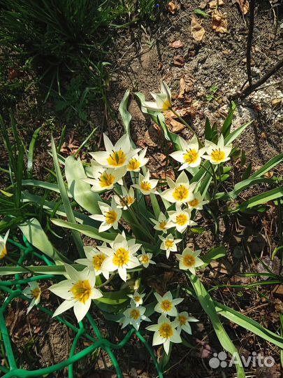 Многолетние садовые цветы, декоративные кустарники