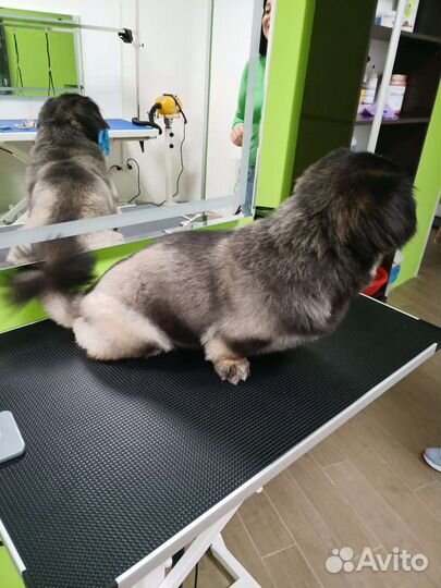 Искупать, постричь, вычесать, услуги ветеринара