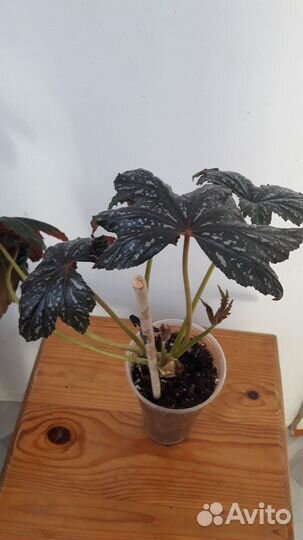 Тростниковые бегонии(кейн) и Грифон