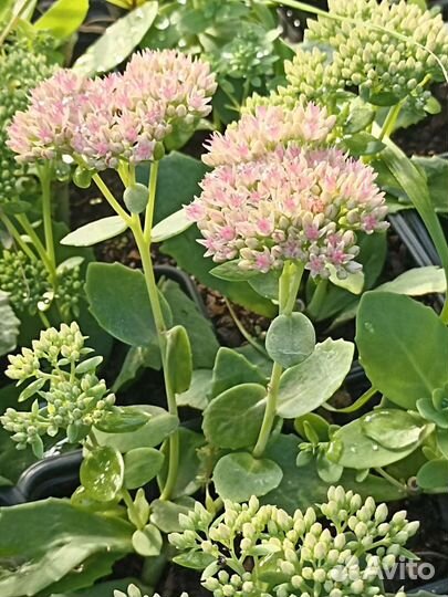 Седум (очиток) видный