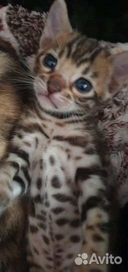 Ласковые и послушные тигрята