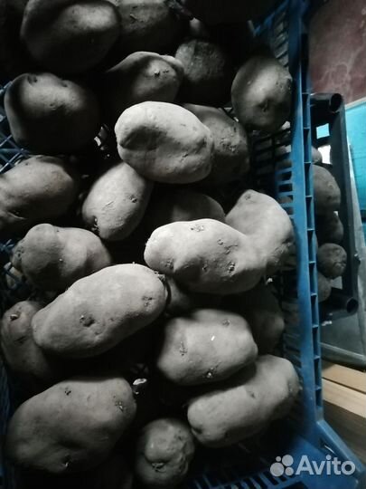 Картофель фиолетовый (синий) семенной