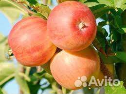 Яблоня Уэлси и Уральский сувенир