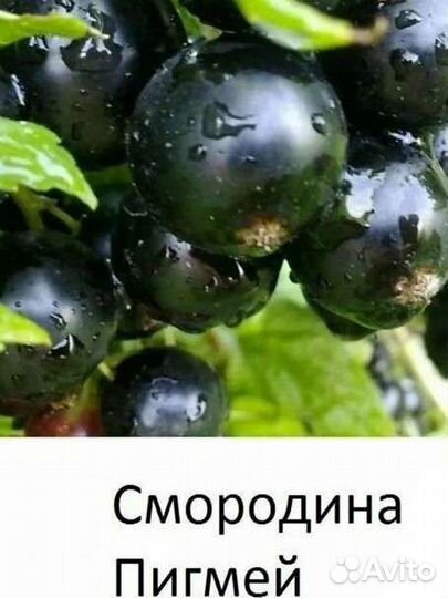 Ежевика, малина, голубика, смородина и др