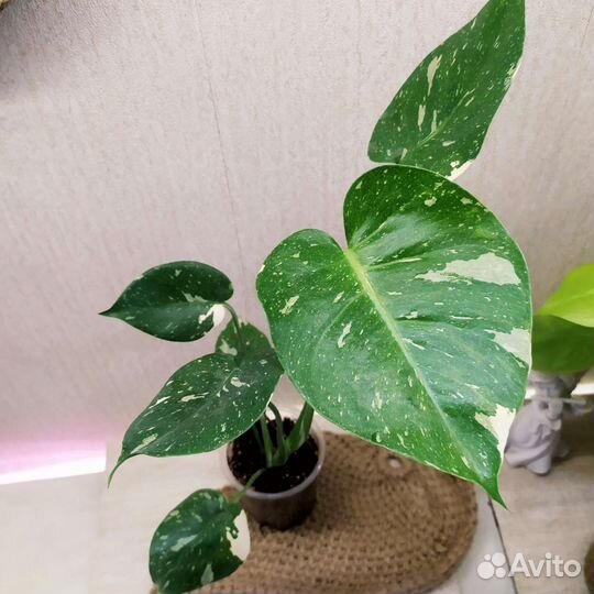 Монстера тайское созвездие