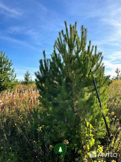 Сосна обыкновенная