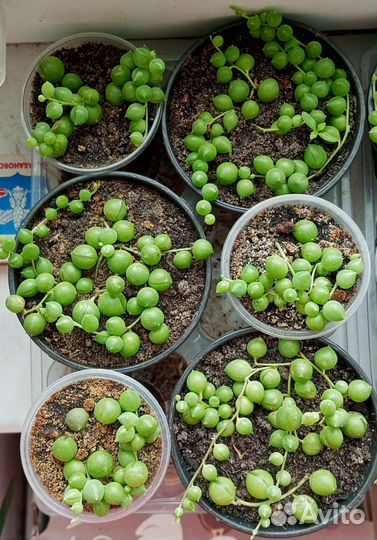 Крестовник Роули