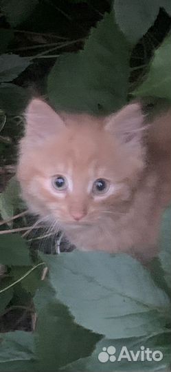Котята рыжики