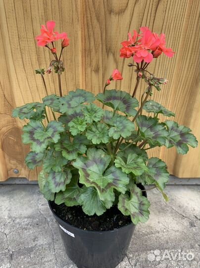 Пеларгония герань