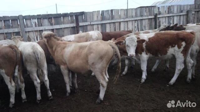 Бычки на откорм