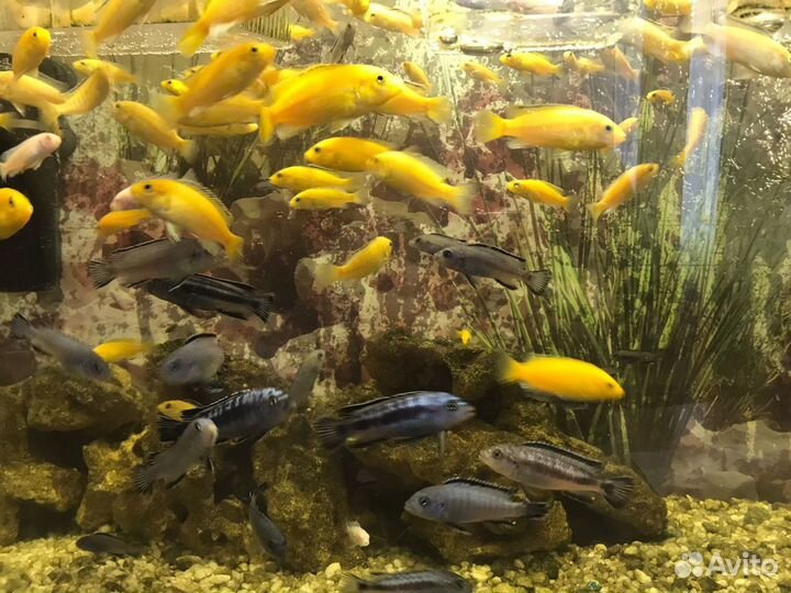 Аквариумные рыбки