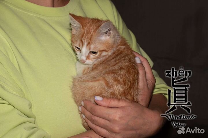 Мальчик в добрые руки