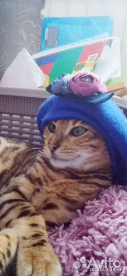 Бенгальская кошка