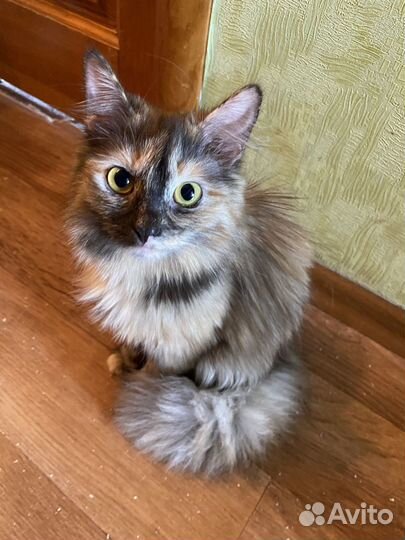 В добрые руки