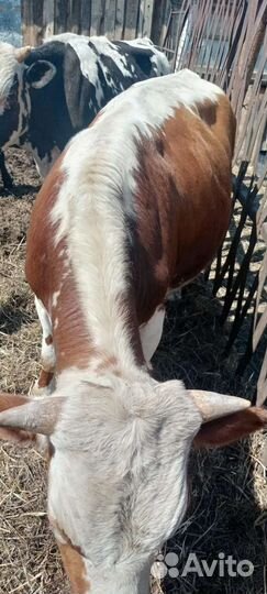 Бычки и быки