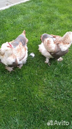 Попоны для кур, индеек