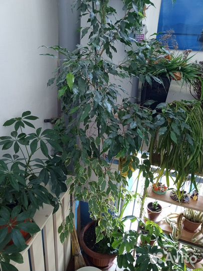 Фикус Бенжамина большой