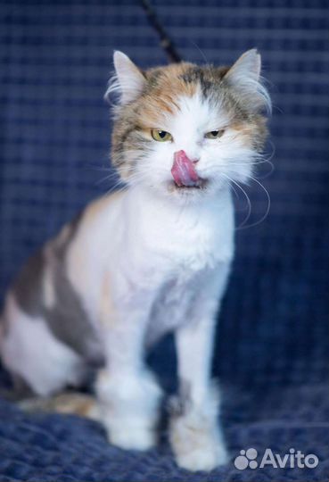 Трёх цветная кошка