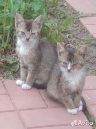 Кошка в дар бесплатно