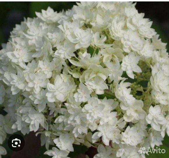 Гортензия метельчатая, древовидная, крупнолистная