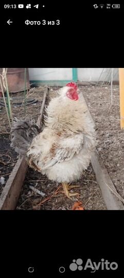 Продам петуха