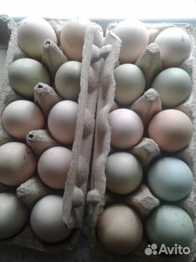 Продаются яйца для инкубации
