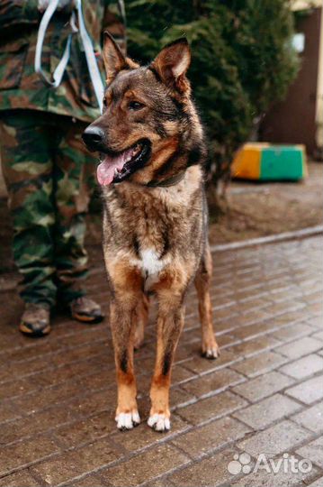 Лучший пёс в добрые руки