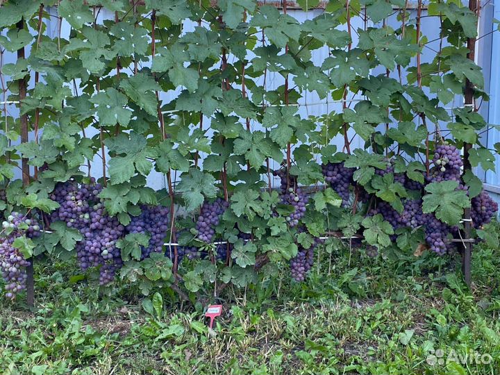 Виноград Гала