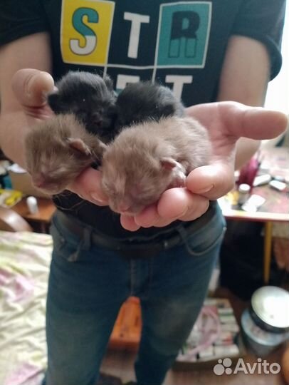 Котята в добрые руки