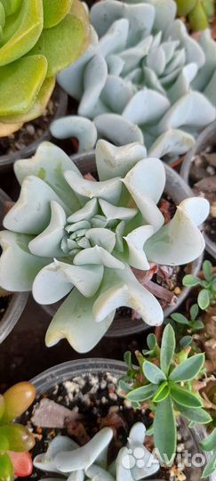 Кактусы и суккуленты