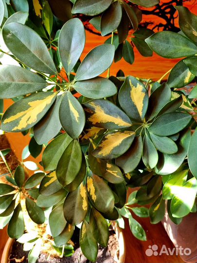 Шефлера вариегатная