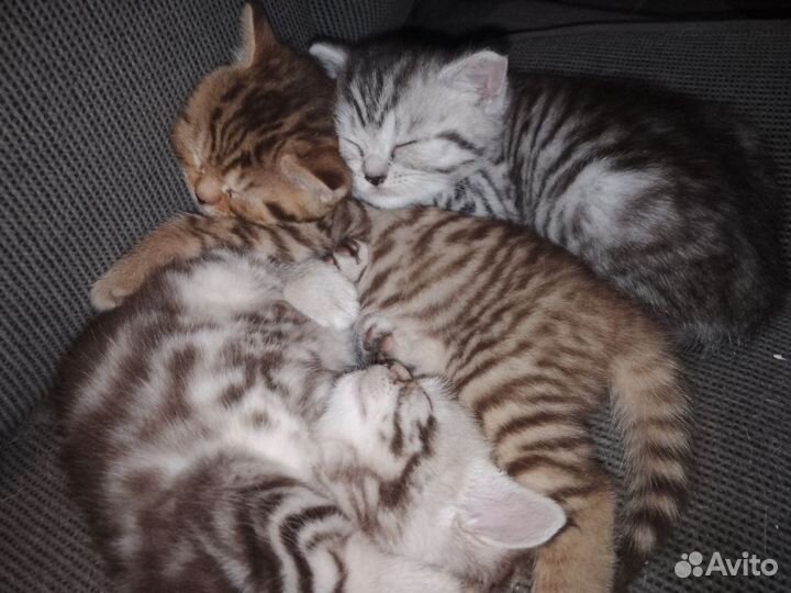 Шотландские котята