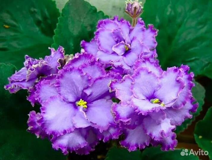 Фиалки сортовые