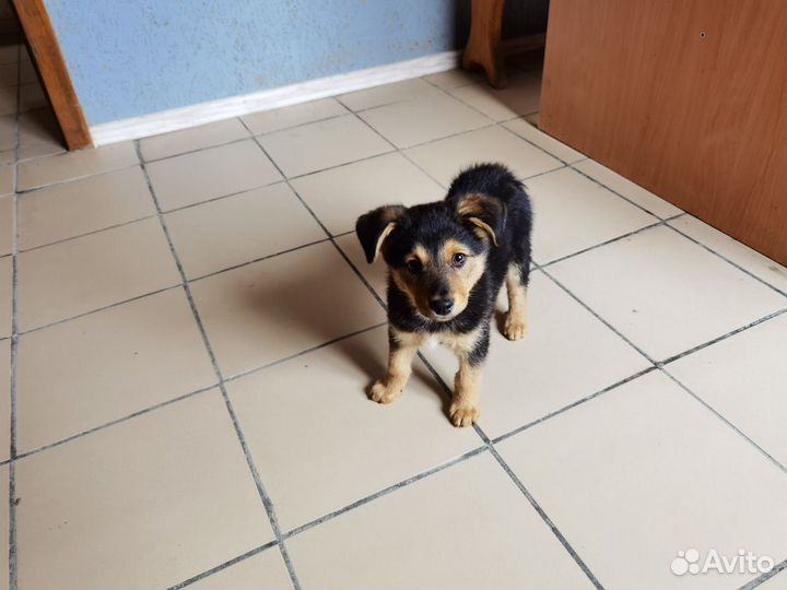 Собака в добрые руки