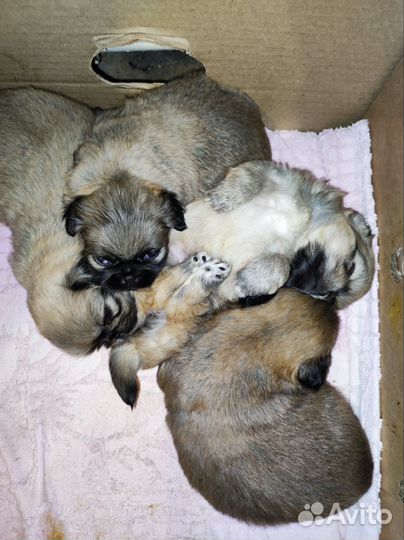 Щенки пекинеса