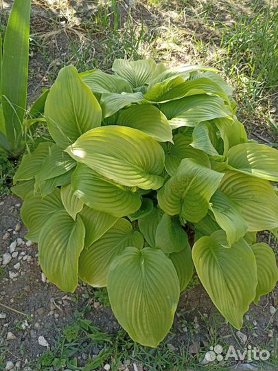 Цветы хоста