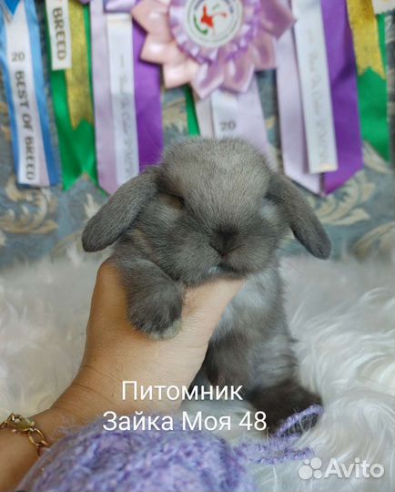 Кролик минилоп