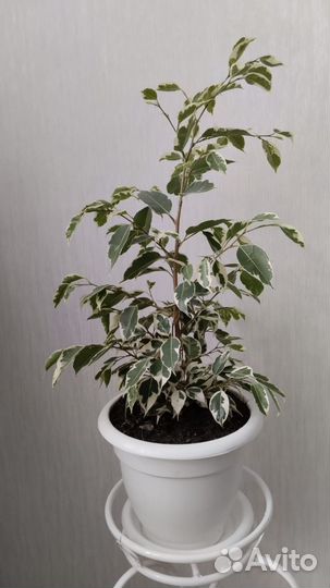 Фикус бенджамина